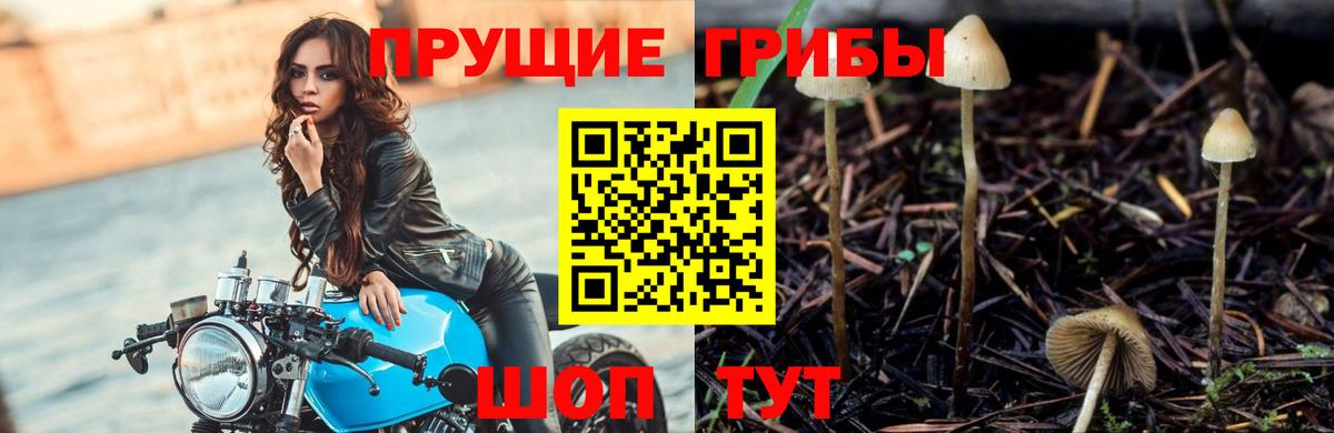 Псилоцибиновые грибы GOLDEN TEACHER Видное